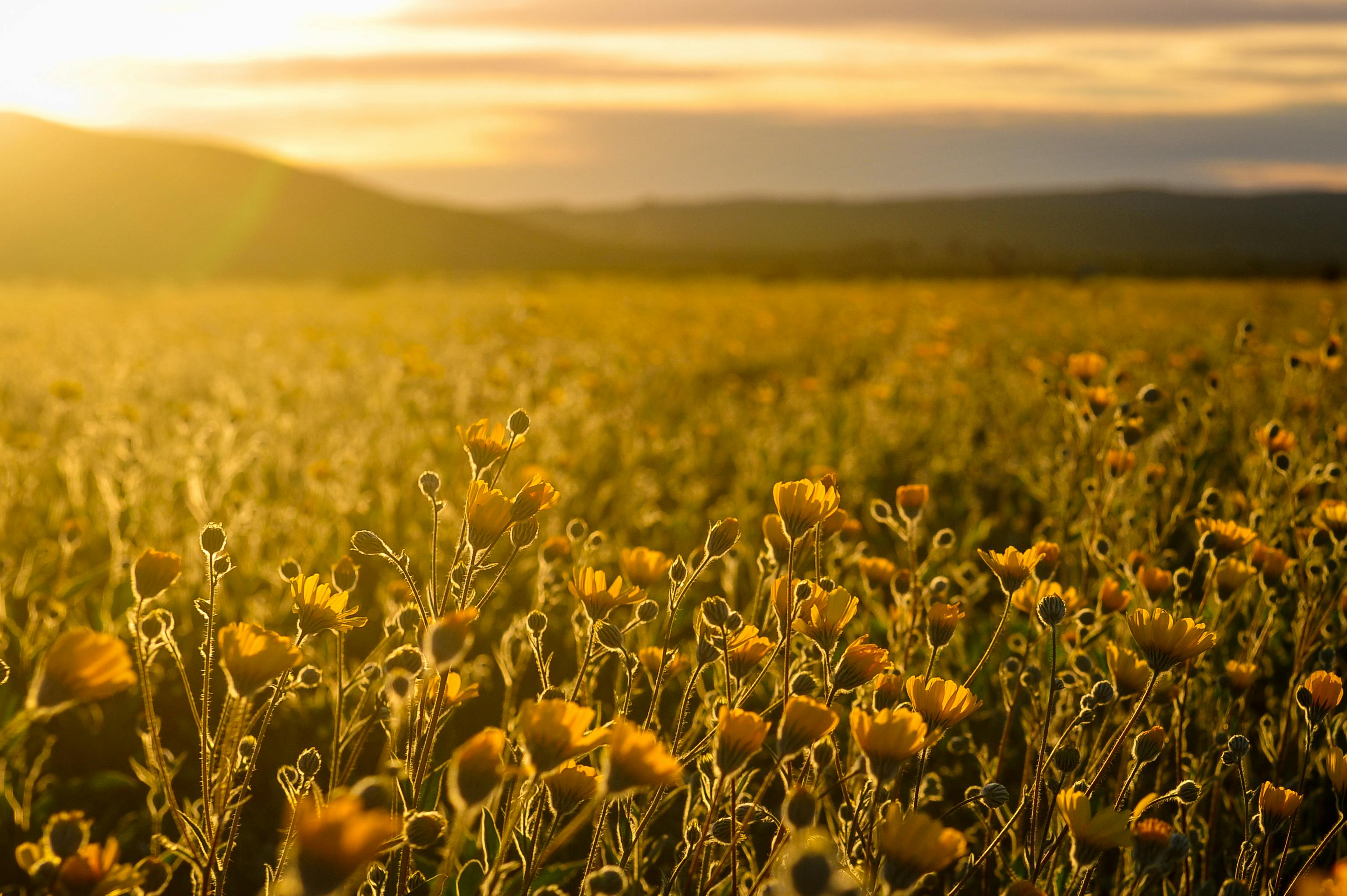 Sunset over a field of flowers with mountains in the background