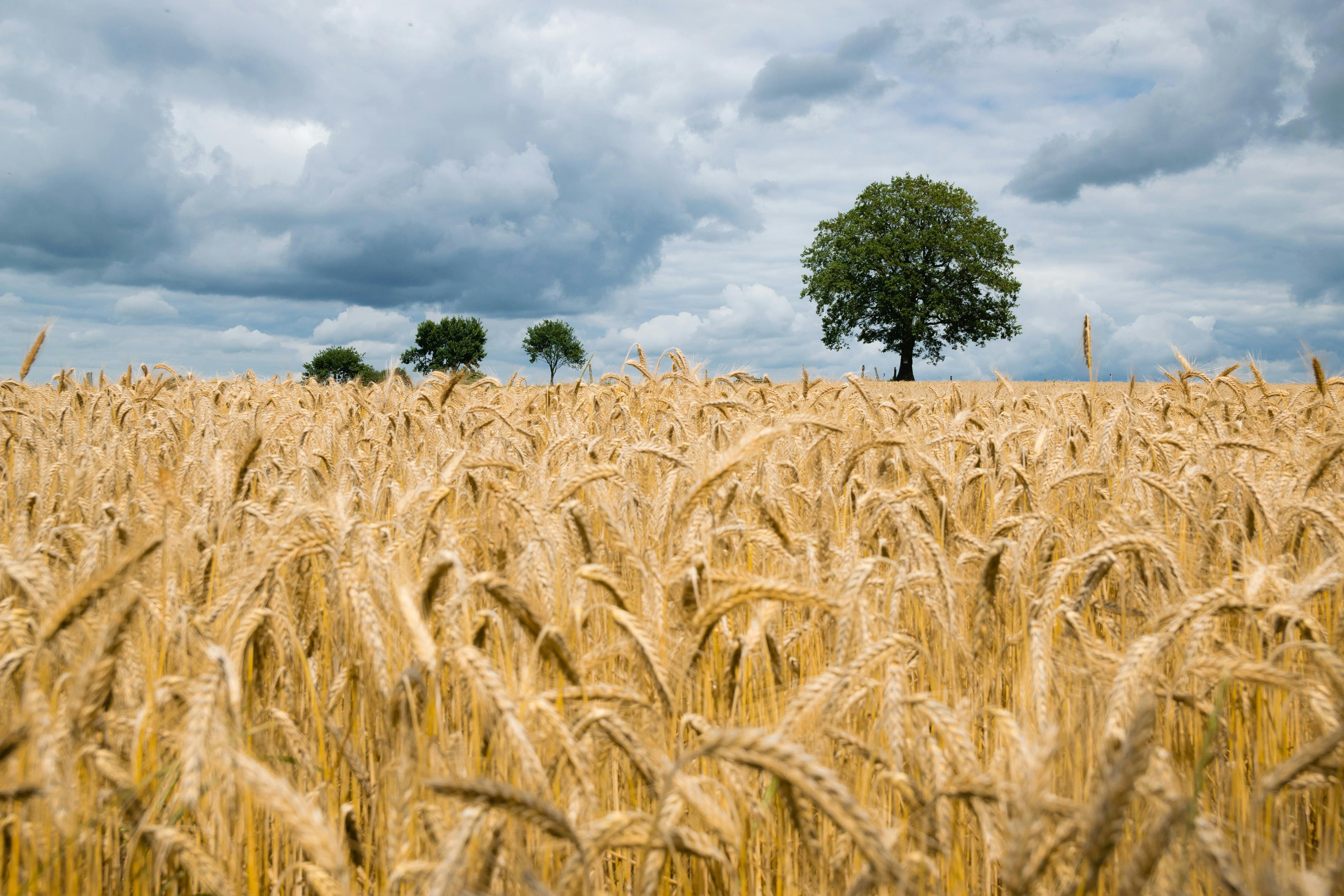 Wheat field with a single tree under a cloudy sky